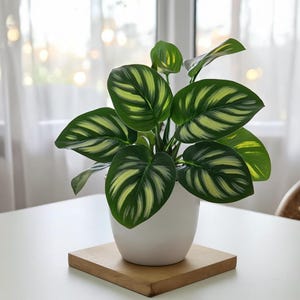 May include: A potted plant with large, oval green leaves featuring yellow and white stripes. The plant sits in a white pot on a small, square wooden base. The background includes a window with sheer white curtains.