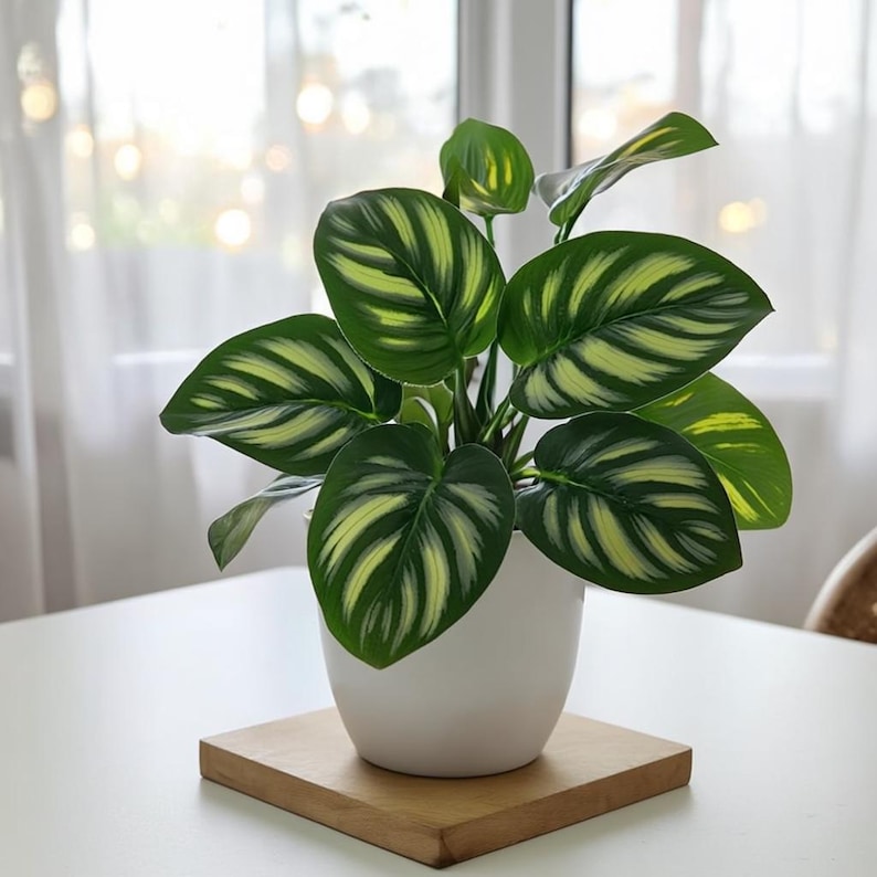 May include: A potted plant with large, oval green leaves featuring yellow and white stripes. The plant sits in a white pot on a small, square wooden base. The background includes a window with sheer white curtains.