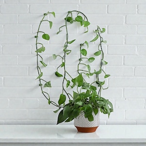 May include: A houseplant with green leaves and trailing vines against a white brick wall. The plant is in a white and brown patterned pot. The vines are attached to the wall with a black metal frame.