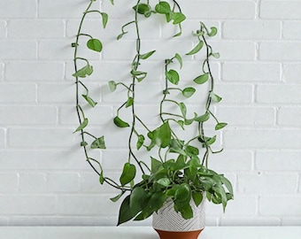 10pcs Green Plant Vine Fixer - Invisible Climbing Wall Hooks for Indoor Plants - Self Adhesive Support Clips for Ivy & Pothos Home Decor