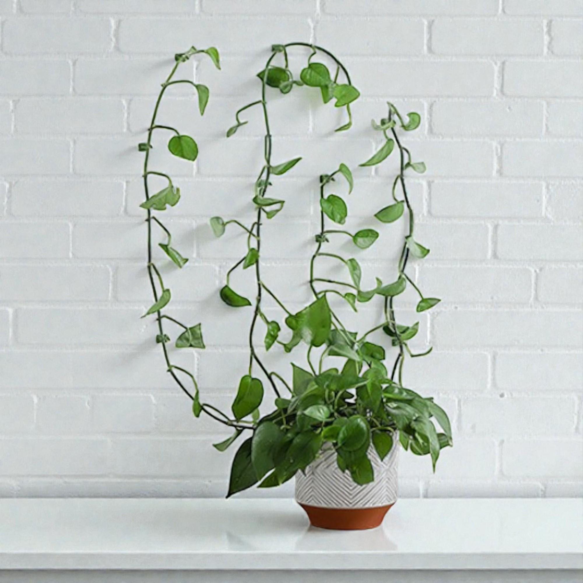 Yardwe 4sets Sostegni per Pomodori in Ganci di Supporto per Piante Rampicanti da Giardino Facilitano La Crescita delle Piante Distribuiscono Uniformemente i Gambi Sfruttano Spazio e Luce