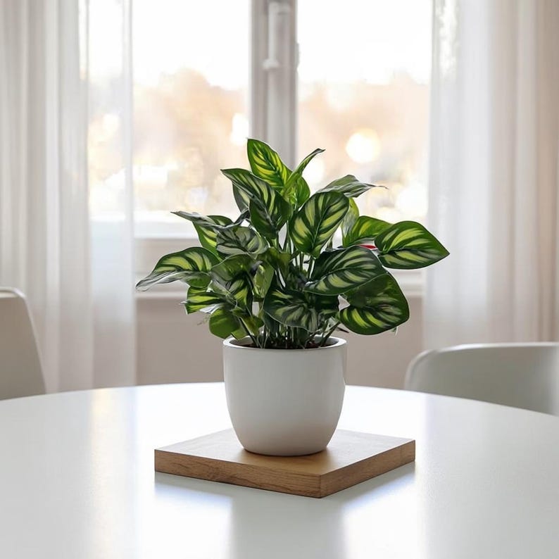 May include: A Calathea plant with green and white striped leaves in a white ceramic pot. The pot sits on a square wooden tray, placed on a white table. The background shows a window with sheer white curtains, creating a bright setting.