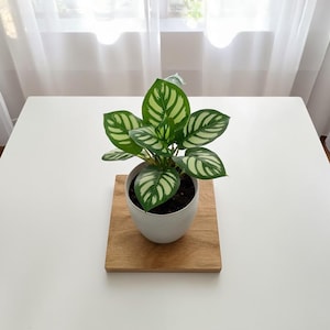 May include: A potted plant with green and white patterned leaves sits on a wooden board. The plant is in a white ceramic pot. The board rests on a white table, with a sheer curtain in the background.