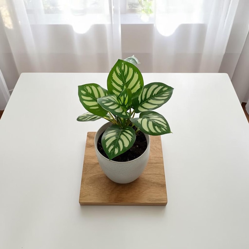 May include: A potted plant with green and white patterned leaves sits on a wooden board. The plant is in a white ceramic pot. The board rests on a white table, with a sheer curtain in the background.