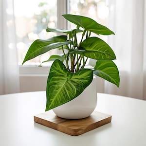 May include: A potted houseplant with large, vibrant green leaves in a white ceramic pot. The plant sits on a square wooden coaster. The background includes a window with sheer white curtains and a white table.