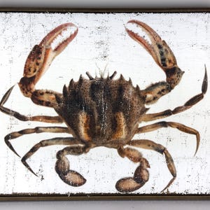May include: Framed artwork featuring a detailed illustration of a crab. The crab is depicted in shades of brown and tan, with prominent claws and legs. The artwork has a distressed, vintage aesthetic, with a white background and a dark brown frame.