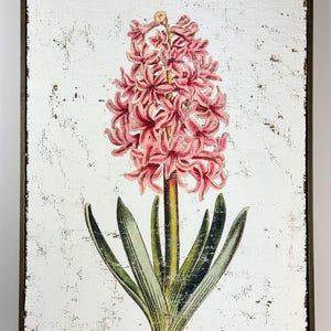 May include: A framed botanical print featuring a pink hyacinth flower. The artwork has a distressed white background and a dark brown wooden frame. The hyacinth is depicted with detailed pink petals, green leaves, and a yellow stem.