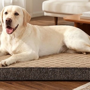 May include: A light yellow Labrador Retriever dog lying on a rectangular dog bed. The dog bed has a tan quilted top and a dark brown border. The dog is looking at the camera with its mouth open.