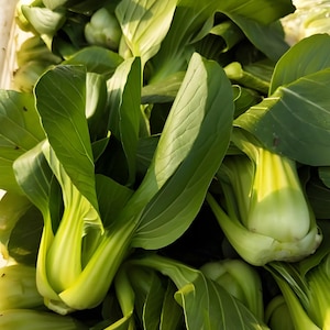 Seeds | Bok Choy White Stem Cabbage Seeds | Heirloom Vegetable | Non-GMO | Reusable self-sealing bag