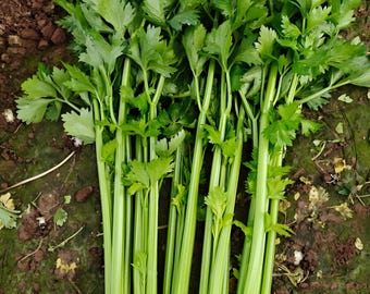 Semillas de apio chino / Vegetal de jardín / Vegetal tradicional / Sin OMG / Bolsa reutilizable con cierre autoadhesivo