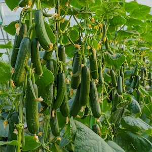 Cetriolo / Beit Alpha / Verdura antica / Non OGM / Sacchetto autosigillante riutilizzabile