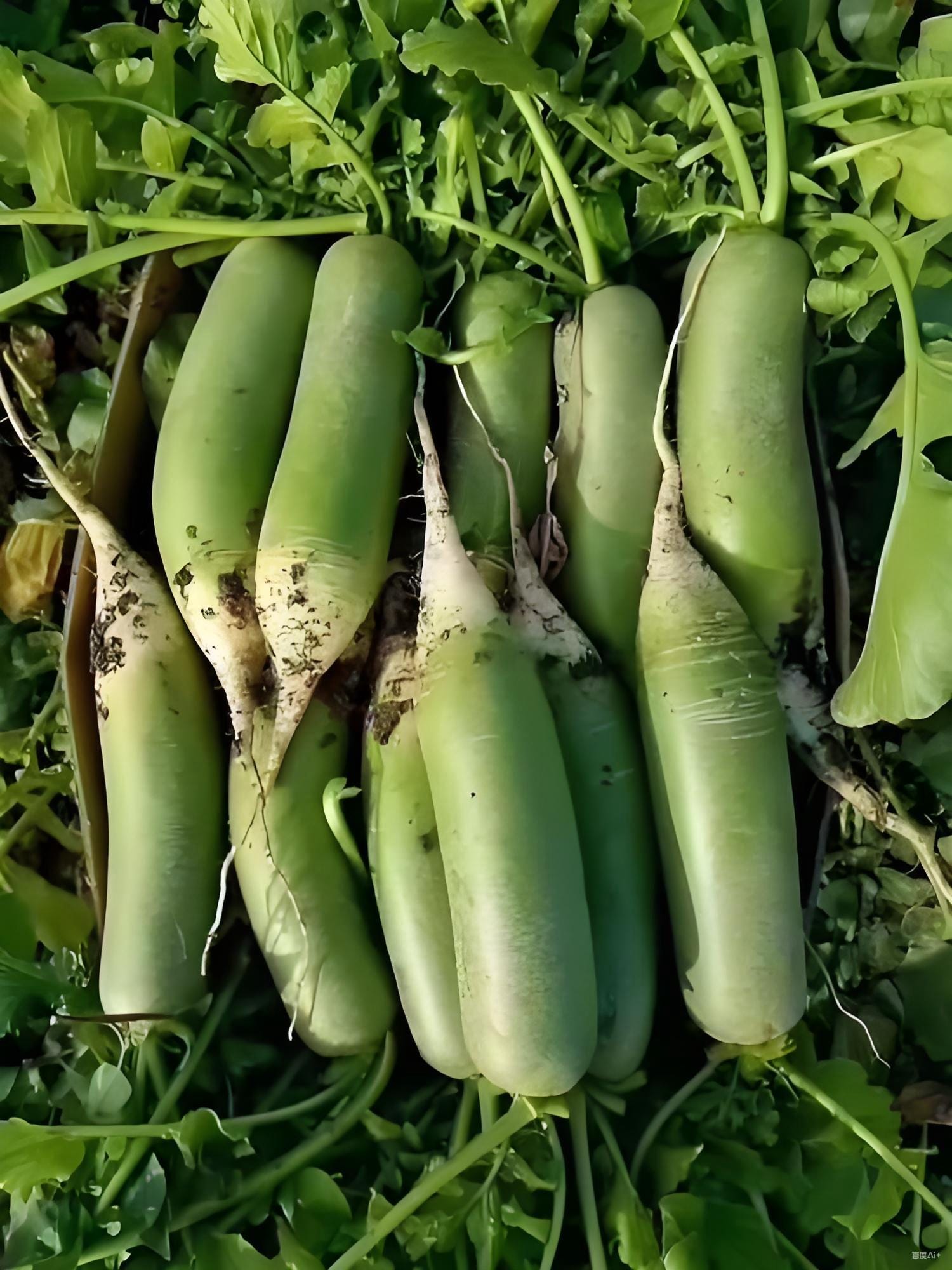 Korean radish - Etsy 日本