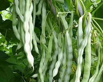 Semillas de frijol chino / Frijol chino / Hortaliza tradicional / Sin OMG / Bolsa autosellante reutilizable