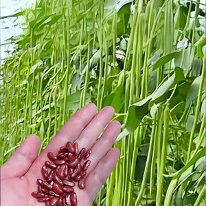 Op de afbeelding: Een hand toont een kleine hoop donkerrode kidneybonen, met een achtergrond van weelderige groene planten. De bonen zijn ovaal en hebben een gladde textuur. De planten hebben lange, slanke stelen en grote groene bladeren.