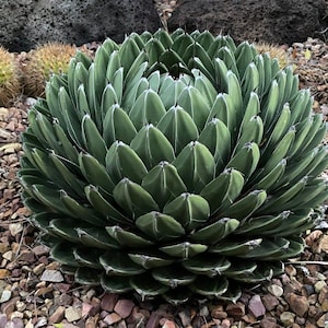 Royal Agave - Etsy