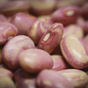 May include: A collection of dried pinto beans featuring a smooth, oval shape with a mottled pattern of light beige and dusty rose pink colors. Each bean displays a distinct white hilum on its side, showcasing a natural, raw food texture.