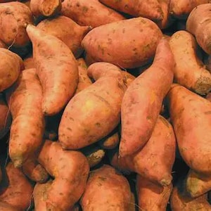 May include: A pile of freshly harvested sweet potatoes. The sweet potatoes have a reddish-brown skin and an elongated shape. Some have small rootlets. The image is a close-up, showing the texture and color variations of the vegetables.