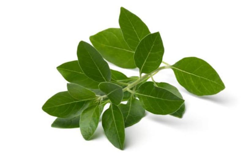 Puede incluir: Primer plano de una ramita de hojas verdes sobre un fondo blanco. Las hojas son de forma ovalada, con bordes lisos y un color verde vibrante. El tallo es de un verde m&aacute;s claro.