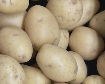 5 Yukon Gold Potato Tubers ready to plant