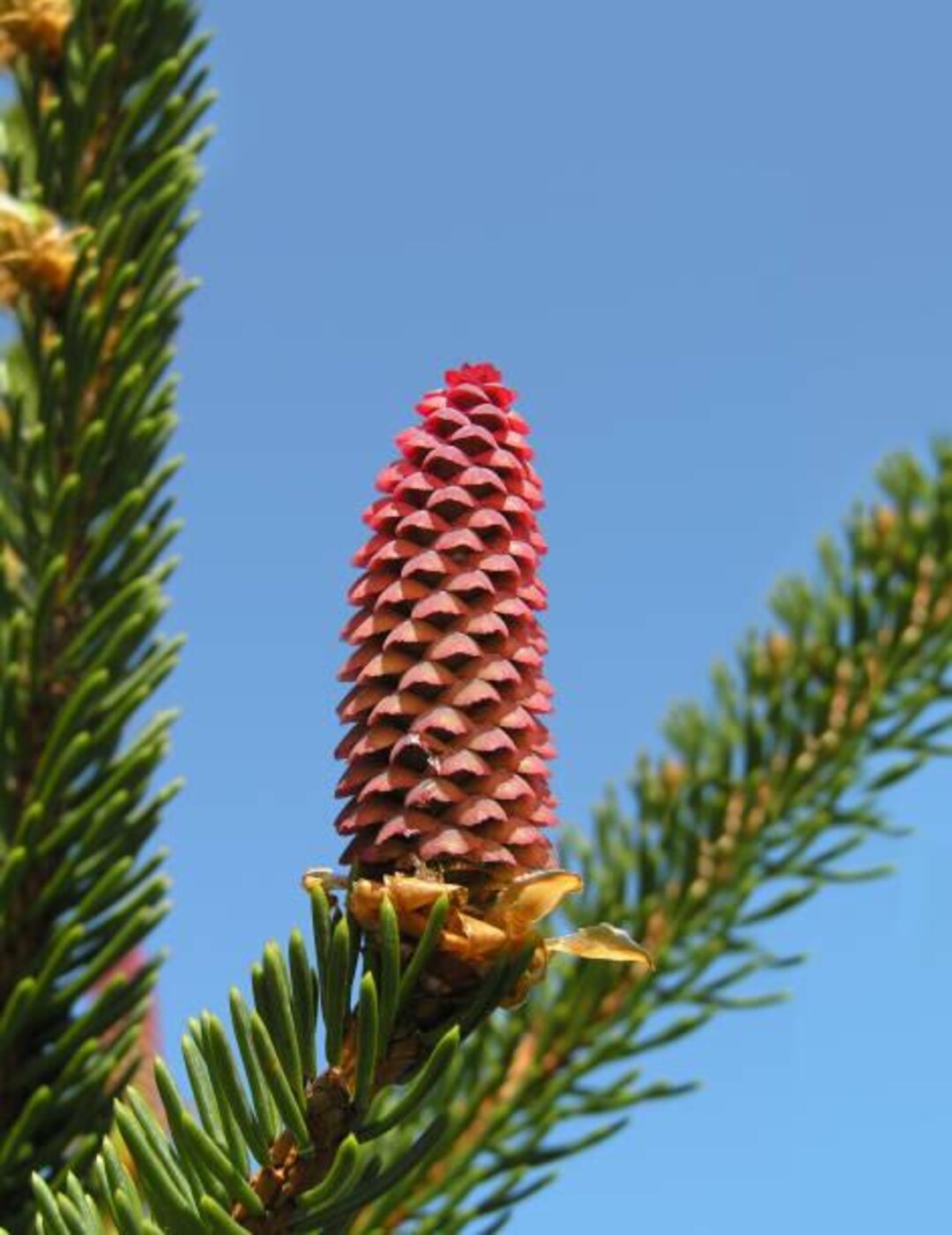 6 Red Spruce Tree Seeds - Etsy