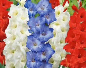 8 bulbos de gladiolos rojos, blancos y azules