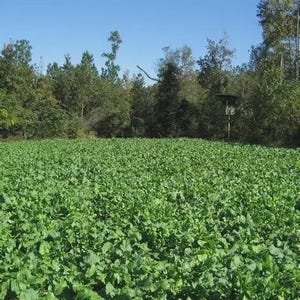 May include: A vast field of lush, green vegetation under a clear, blue sky. The foreground is densely packed with leafy plants, while a line of trees forms the backdrop. A small structure is visible in the distance, adding a touch of human presence to the natural landscape.