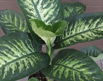 6 semillas de Dieffenbachia
