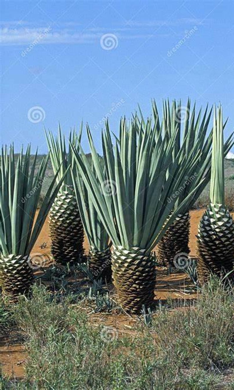 4 Agave Sisalana Succulent Seeds - Etsy