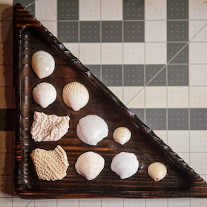 May include: A collection of seashells in various shapes and sizes, displayed in a dark brown, triangular wooden tray. The shells are primarily white and beige, with textured and smooth surfaces. The tray sits on a checkered surface.
