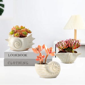Może przedstawiać: Trzy donice w kształcie muszli w kolorze złamanej bieli, każda z sukulentami. Donice mają spiralny wzór. Sukulenty mają odcienie zieleni, pomarańczy i różu. W tle widoczna jest lampa.