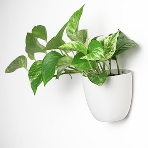 Design Wallplanter | Plant based I Wand Blumentopf | Pflanzentopf Wandhalterung | Wand Übertopf