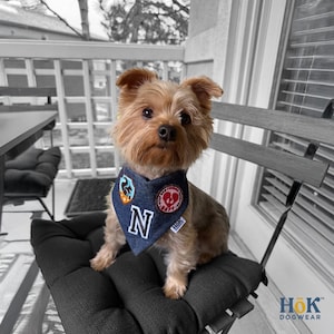 May include: A small, brown dog wearing a blue denim bandana with patches and the letter "N". The dog is sitting on a black cushion chair on a porch. The bandana has a heart and other graphics.