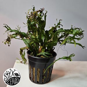 May include: A potted plant with long, green, and brown leaves. The plant is in a black plastic pot with vertical slots. The pot sits on a white surface. The logo "Styx and Leaves" is in the lower left corner.