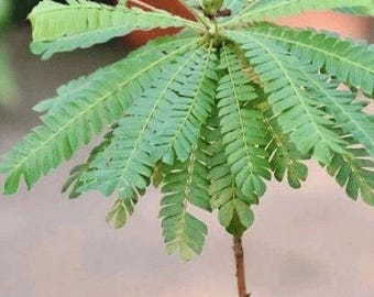 Biophytum sp. Ecuador - Seeds