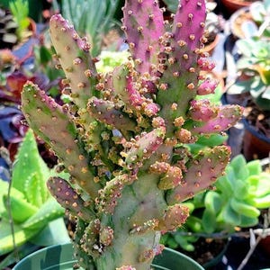 Opuntia Maverick Variegated Cactus – Live Plant in 2" Pot