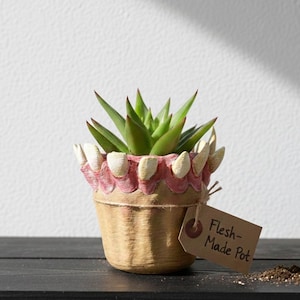 Peut inclure: Un pot de plante fait à la main avec un design de dents. Le pot est beige avec un bord rose et blanc ressemblant à une bouche, contenant une plante succulente verte. Une petite étiquette indique "Flesh-Made Pot".