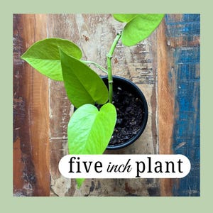 May include: A vibrant green plant in a black pot, with large, heart-shaped leaves. The plant is approximately 5 inches tall. The background is a rustic wooden surface with shades of brown and blue. Text on the image reads "five inch plant."