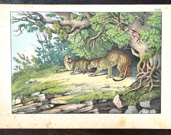 Antique 19th Century Clay Plate Lithograph African Leopards c.1865 JF Schreiber