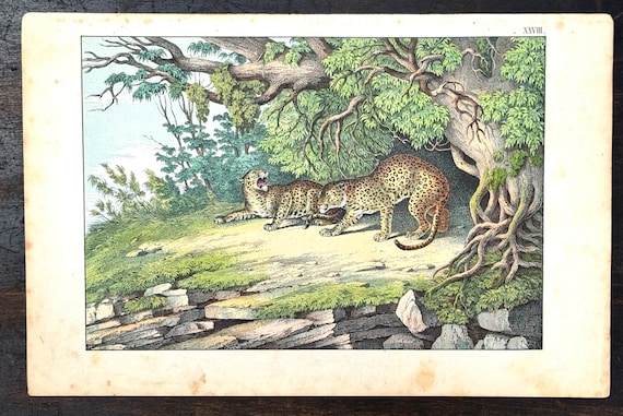 Antique 19th Century Clay Plate Lithograph African Leopards c.1865 JF Schreiber