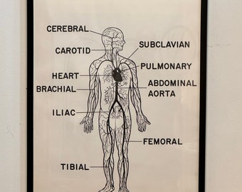 Vintage Mid Century Anatomy Aterial Circulation Medical Framed Poster