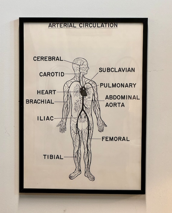 Vintage Mid Century Anatomy Aterial Circulation Medical Framed Poster