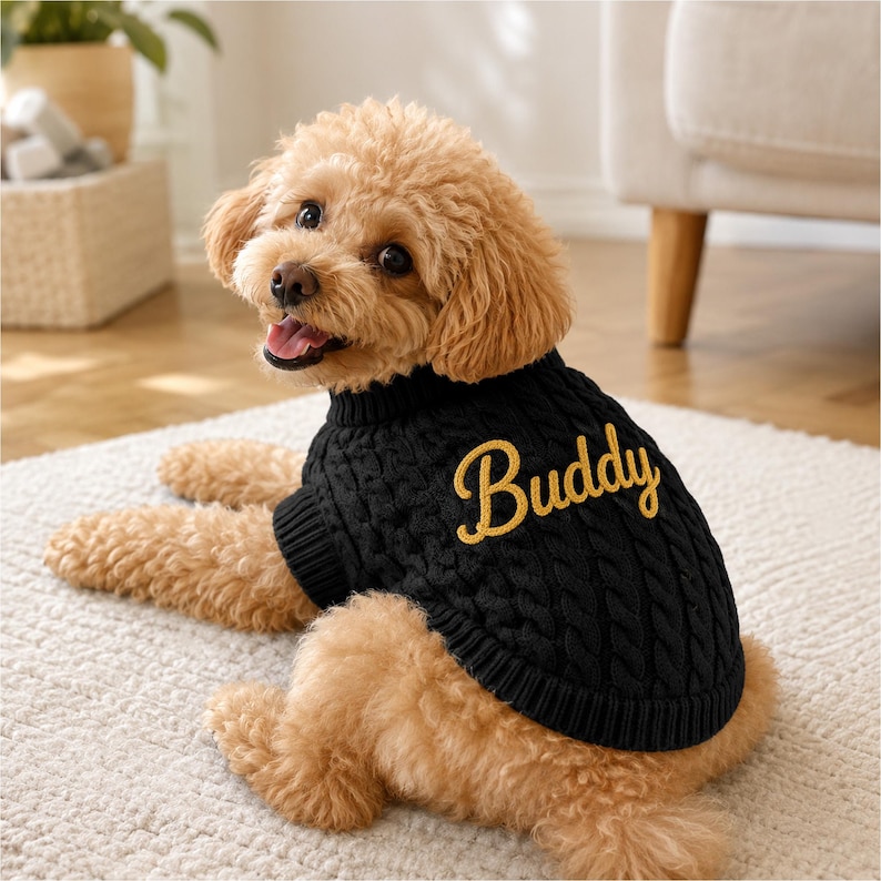 May include: A light brown poodle wearing a black cable-knit sweater with the name Buddy embroidered in gold script on the back. The sweater features a ribbed collar and hem, providing a snug fit for the dog while showcasing the textured pattern.
