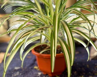Planta araña variegada en cesta colgante / Purificador de aire de fácil cuidado