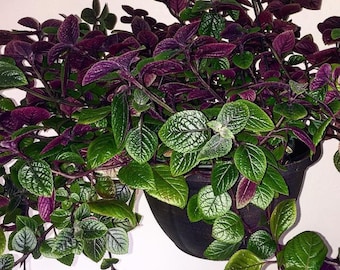 Potted Swedish Ivy  | House Plant | 7-inch deep potted hanging baskets | Easy to grow