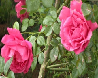 Rosa American Beauty / Trepadora de flores grandes, tolera la sombra, casi sin espinas.