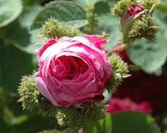 Chapeau de Napoléon Rose / Crested Moss, fragancia Centifolia