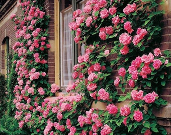 Rosa trepadora Zephirine Drouhin / Rosa de pétalos grandes / 6 metros / Se envía viva en maceta de un litro