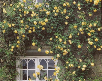 Lady Hillingdon klätterros | Doft av gult te, klätterros med egna rötter (15 cm band)