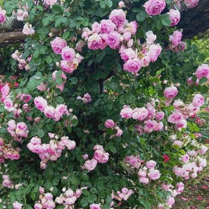 Può includere: Un denso cespuglio di rose rampicanti caratterizzato da numerosi grappoli di fiori rosa tenue dai petali multipli. La pianta è ricoperta da un rigoglioso fogliame verde scuro con piccole foglie seghettate, creando una fioritura ricca e vivace.
