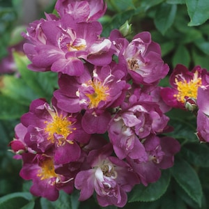 Puede incluir: Primer plano de un racimo de rosas moradas con centros amarillos y detalles blancos. Los pétalos tienen una textura aterciopelada y están rodeados de hojas verdes. Las flores están en plena floración, mostrando sus intrincados detalles.